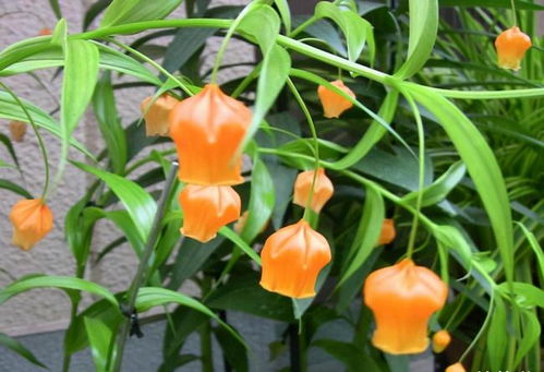 養花久了才發現,越是漂亮的花卉,實際越難養